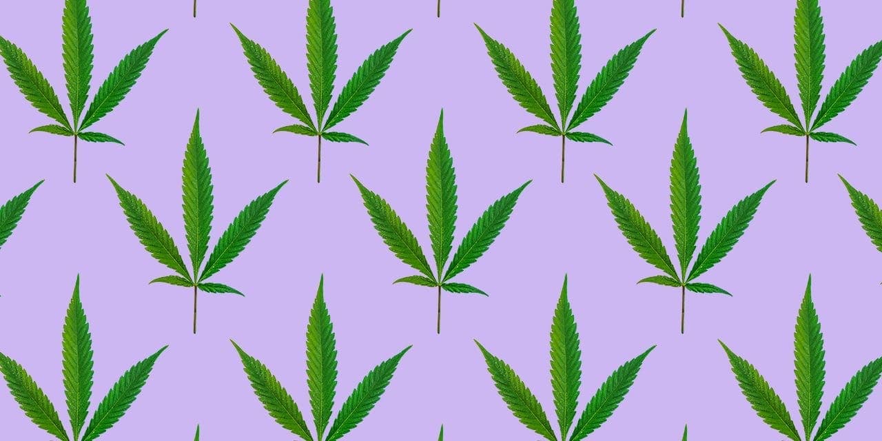 cannabis ruderalis